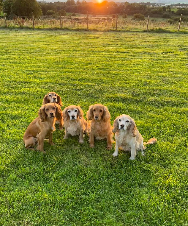 Recall and Loose Lead Dog Training in Beith logo