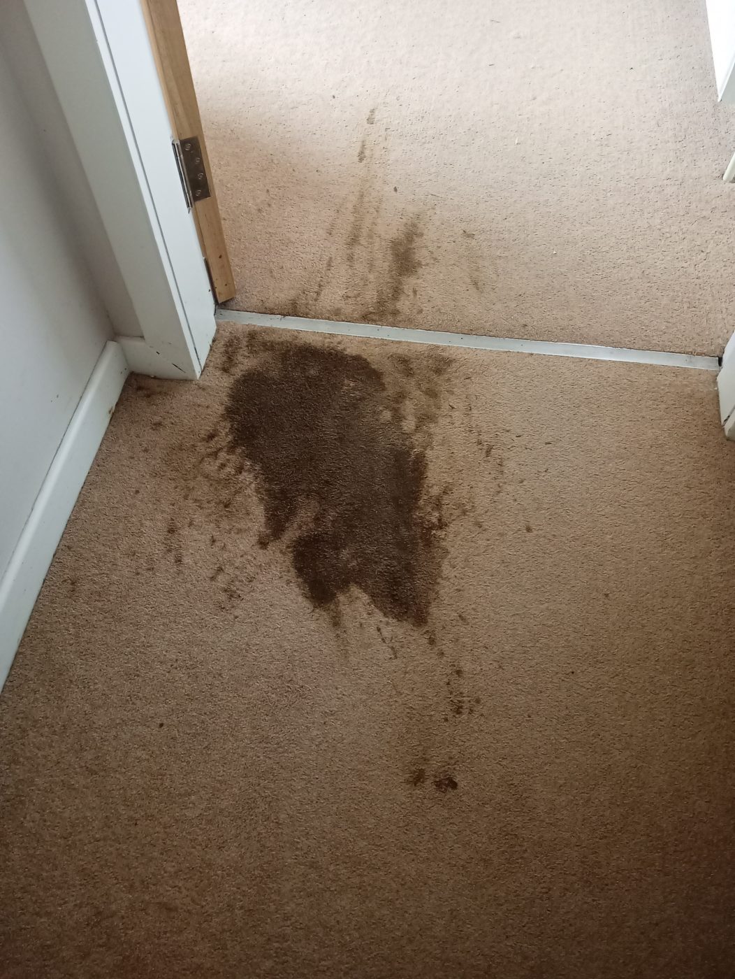 Previous job photo for Carpet Upholstery Hard Floor Cleaning